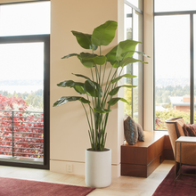 Load image into Gallery viewer, 8' Bird of Paradise Tree in Modern Gray Planter
