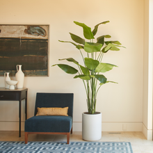 Load image into Gallery viewer, 8' Bird of Paradise Tree in Modern Gray Planter
