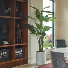 Load image into Gallery viewer, 8' Bird of Paradise Tree in Modern Gray Planter
