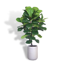 Load image into Gallery viewer, Artificial Fiddle Leaf Fig Tree with Artisan Planter CG Hunter
