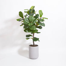 Load image into Gallery viewer, Artificial Fiddle Leaf Fig Tree with Artisan Planter CG Hunter
