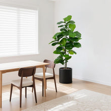 Load image into Gallery viewer, Faux Artificial Fiddle Leaf Fig Tree 6' AM
