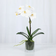 Load image into Gallery viewer, Faux Orchid Plant in Glass Vase Vivian Rose Shop
