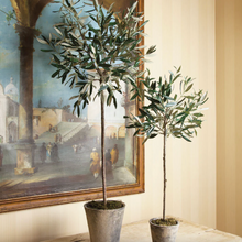 Load image into Gallery viewer, Olive Tree Potted Vivian Rose Shop
