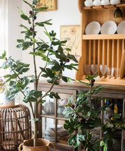 Load image into Gallery viewer, Artificial Silk Fig Tree In Pot RusticReach
