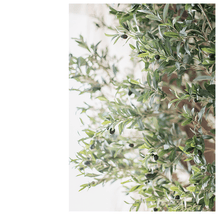 Load image into Gallery viewer, Extra Large Tall Olive Tree 118" Tall RusticReach
