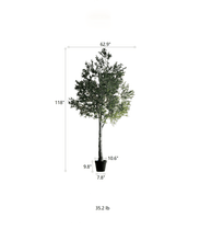 Load image into Gallery viewer, Extra Large Tall Olive Tree 118" Tall RusticReach
