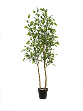 Load image into Gallery viewer, 7' Citrus Lemon Tree CG Hunter
