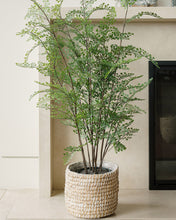 Load image into Gallery viewer, 4 foot Faux Plant Maidenhair Fern 
