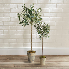 Load image into Gallery viewer, Olive Tree Potted Vivian Rose Shop
