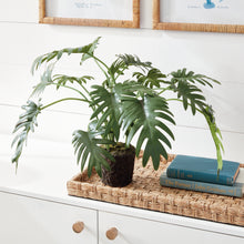 Load image into Gallery viewer, Monstera Split Leaf
