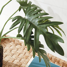 Load image into Gallery viewer, Monstera plant
