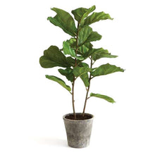 Load image into Gallery viewer, Fiddle Leaf Fig Tree 43" Napa Home &amp; Garden
