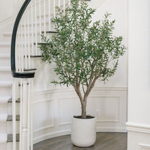 Load image into Gallery viewer, 8' Olive Tree Potted in White Stone Pot

