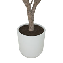 Load image into Gallery viewer, 8' Olive Tree Potted in White Stone Pot
