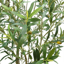 Load image into Gallery viewer, 8' Olive Tree Potted in White Stone Pot
