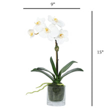 Load image into Gallery viewer, Faux Orchid Plant in Glass Vase Vivian Rose Shop
