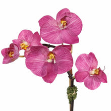 Load image into Gallery viewer, Mini Orchid Arrangement in Square Glass Vase Vivian Rose Shop
