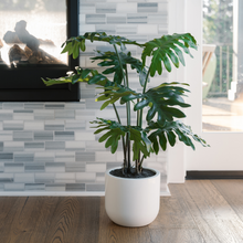 Load image into Gallery viewer, 3' Faux Potted Philodendron
