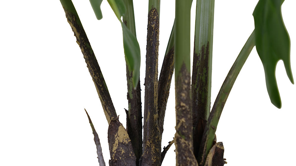 Faux Potted Philodendron Plant, 3 ft