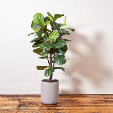 Load image into Gallery viewer, Artificial Fiddle Leaf Fig Tree with Artisan Planter CG Hunter
