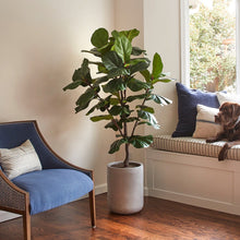 Load image into Gallery viewer, Artificial Fiddle Leaf Fig Tree with Artisan Planter CG Hunter

