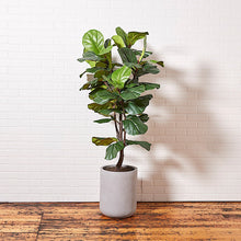 Load image into Gallery viewer, Artificial Fiddle Leaf Fig Tree with Artisan Planter CG Hunter
