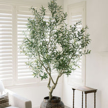 Load image into Gallery viewer, Potted olive tree in a room with white shutters
