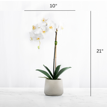Load image into Gallery viewer, Artificial Orchid Plant White Orchid Plant
