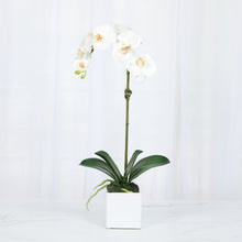Load image into Gallery viewer, Faux Orchid Plant in Square Vase - 20" Vivian Rose Shop
