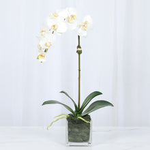 Load image into Gallery viewer, Faux Orchid Plant in Square Vase - 20" Vivian Rose Shop
