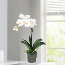 Load image into Gallery viewer, Mini Orchid Arrangement in Square Glass Vase Vivian Rose Shop
