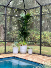 Load image into Gallery viewer, 10’ Double Stalk Golden Cane Artificial Palm Tree Nearly Natural
