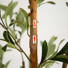 Load image into Gallery viewer, Artificial Olive Tree 82" Vivian Rose Shop
