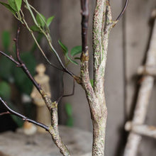 Load image into Gallery viewer, Artificial Green Leaf Faux Tree In Pot RusticReach
