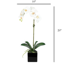 Load image into Gallery viewer, Faux Orchid Plant in Square Vase - 20" Vivian Rose Shop
