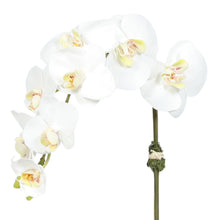 Load image into Gallery viewer, Faux Orchid Plant in Square Vase - 20" Vivian Rose Shop
