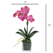 Load image into Gallery viewer, Mini Orchid Arrangement in Square Glass Vase Vivian Rose Shop
