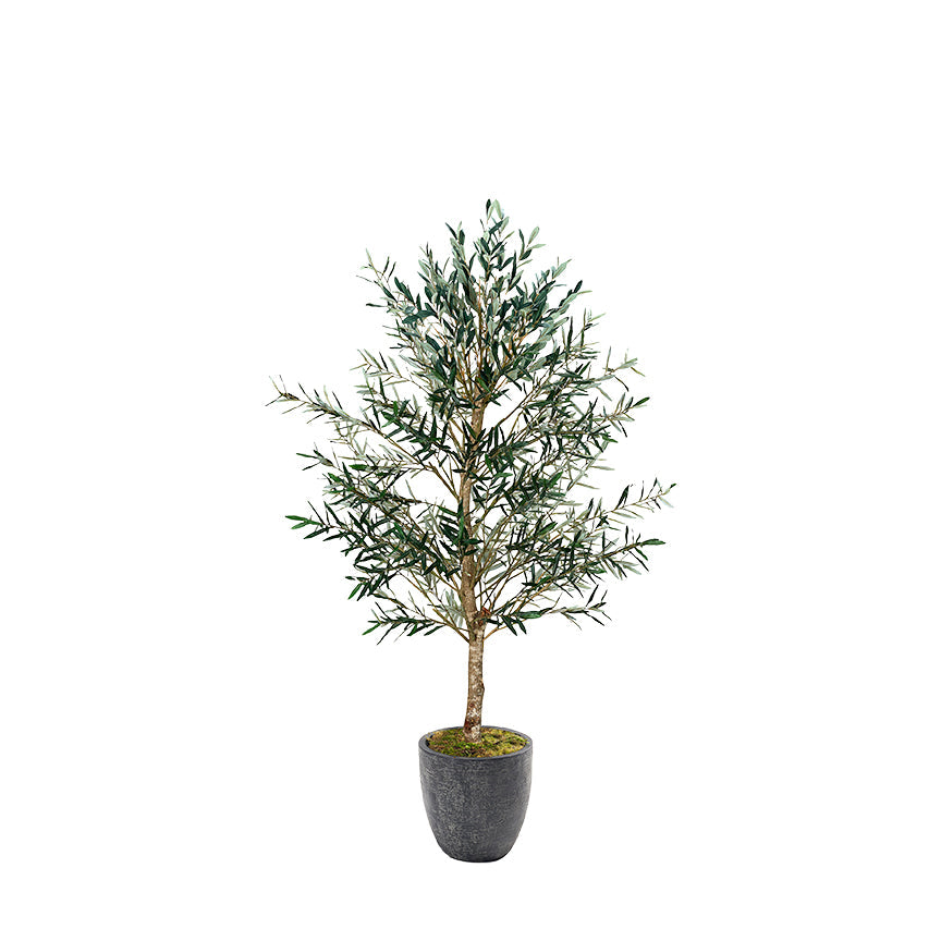 indoor olive tree planter Olive Tree in Planter 7.5' – Vivian Rose Shop