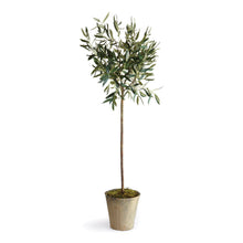 Load image into Gallery viewer, Olive Tree Potted Vivian Rose Shop
