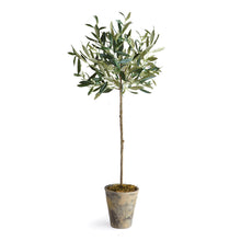 Load image into Gallery viewer, Olive Tree Potted Vivian Rose Shop
