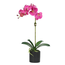 Load image into Gallery viewer, Kitchen Orchid Plant in Vase - 20" Vivian Rose Shop
