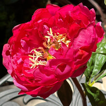 Load image into Gallery viewer, silk peony flower arrangement
