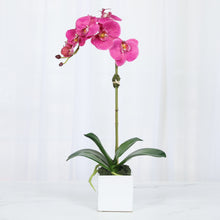 Load image into Gallery viewer, Faux Orchid Plant in Square Vase - 20" Vivian Rose Shop
