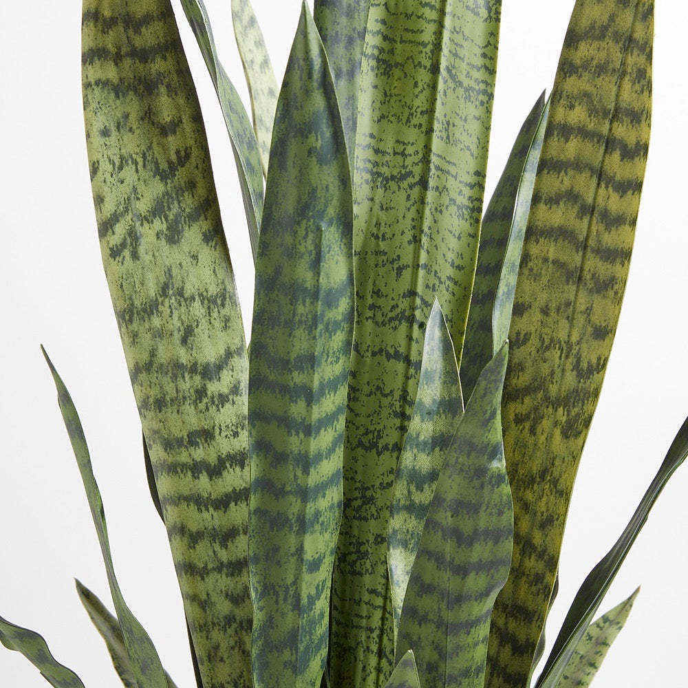 40IN Snake Plant CG Hunter