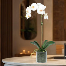 Load image into Gallery viewer, Spa Orchid in Vase - 20" Vivian Rose Shop
