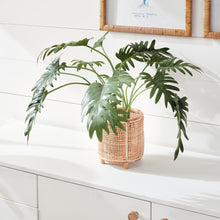 Load image into Gallery viewer, Monstera plant
