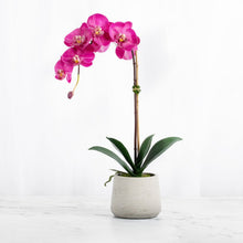 Load image into Gallery viewer, Real Touch Orchid Plant Pink Orchid in Beige Pot
