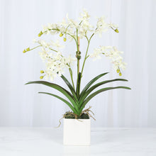 Load image into Gallery viewer, Whimsical White Vanda Orchid Arrangement – Vivian Rose Shop
