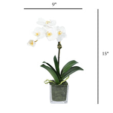 Load image into Gallery viewer, Mini Orchid Arrangement in Square Glass Vase Vivian Rose Shop
